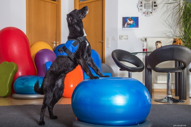 Cranial Cruciate Ligament Disease in Dogs: Causes, Symptoms, and Treatment Options