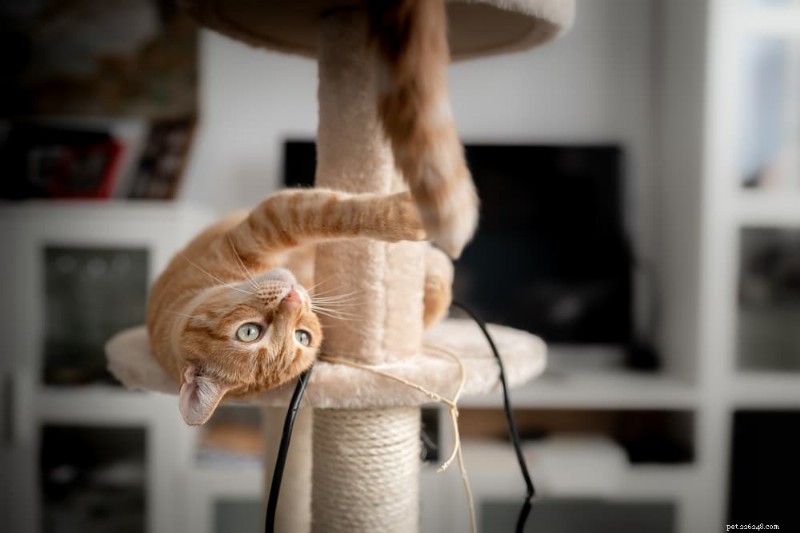 Recognizing Cat Stress: 7 Key Signs to Watch For