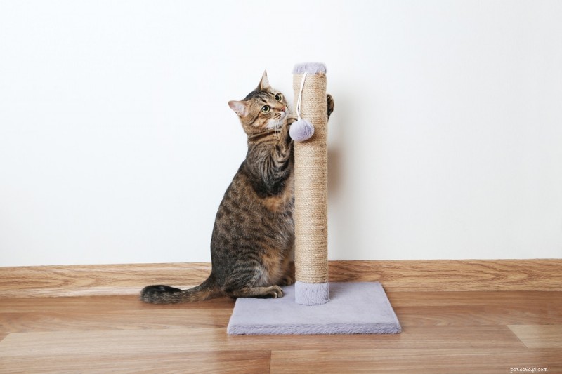 The Nail File: Boost Your Cat’s Well‑Being with Healthy Scratching Habits