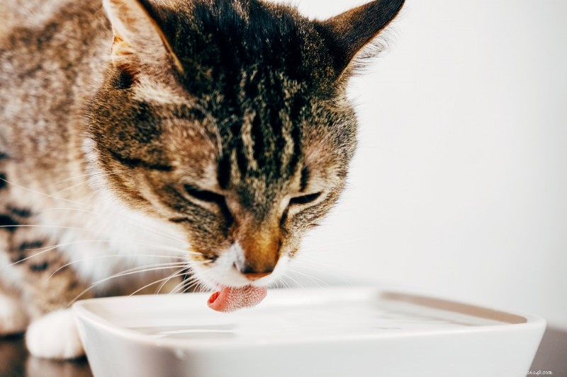 8 Critical Red Flags: When Your Pet Needs Immediate Vet Care