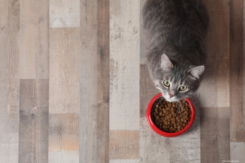 Understanding Your Pet s Sudden Changes in Appetite and Hydration