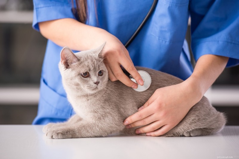Essential Guide for Cat Owners: Preventing and Managing Respiratory Infections