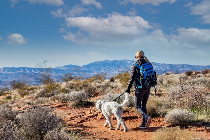 Valley Fever in Pets: A Comprehensive Guide for Owners