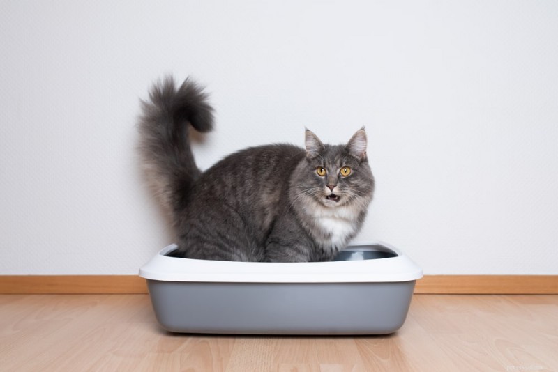 Understanding Feline Urinary Tract Disease & Emergencies: Symptoms, Causes, and Care
