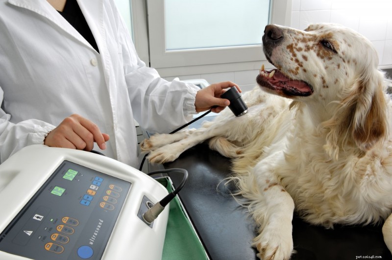 Veterinary Ultrasound: Enhancing Diagnosis and Care for Pets and Vets