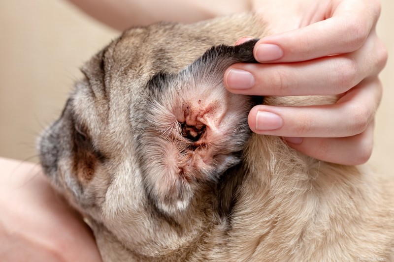 Urgent Care for Pets with Chronic Ear Infections: What You Need to Know