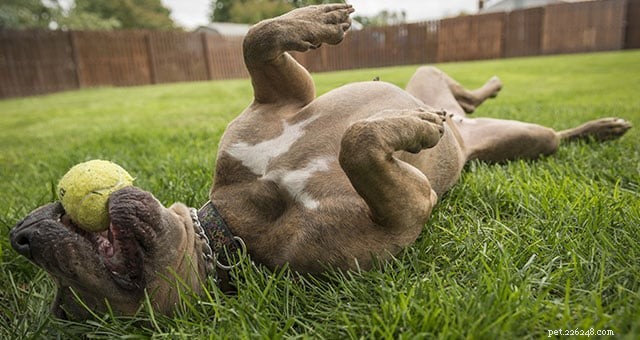Grapes, Raisins & Currants: A Dangerous Threat to Dogs – Essential Safety Guide