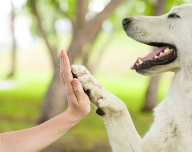 Why Training Your Dog Is Essential: Boost Confidence, Bond, and Well-Being