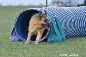 Why Training Your Dog Is Essential: Boost Confidence, Bond, and Well-Being