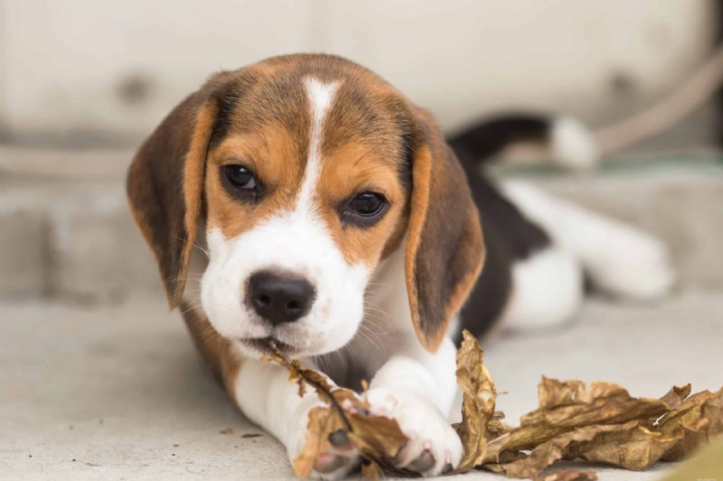 Welcoming Your New Puppy: A Smooth Home Transition Guide