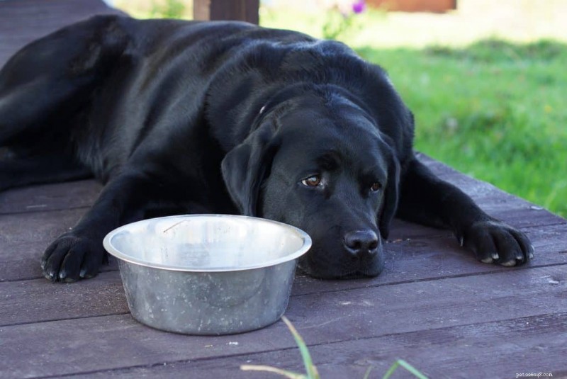 Why Your Dog’s Food Matters for Heart Health
