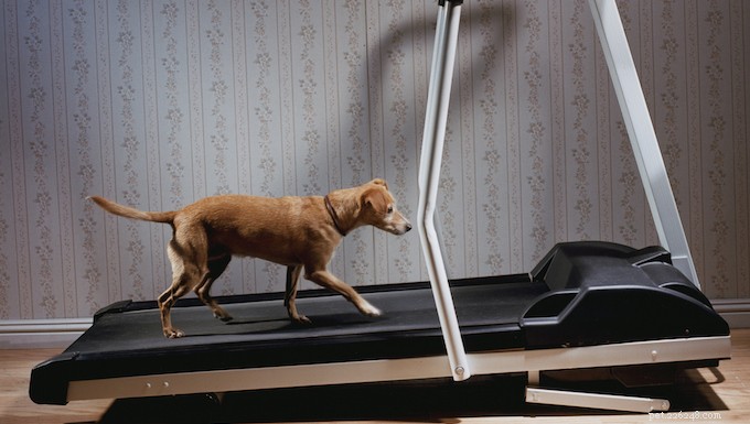 Effective Indoor Workouts for Your Dog This Winter