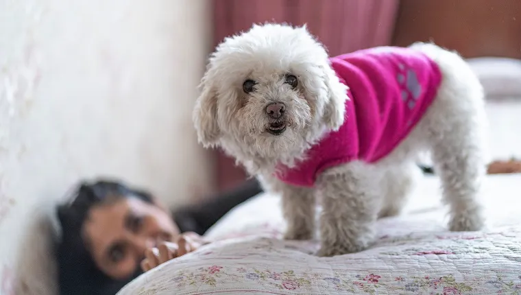 Caring for Aging Dogs: 8 Essential Walking Tips for Senior Pets