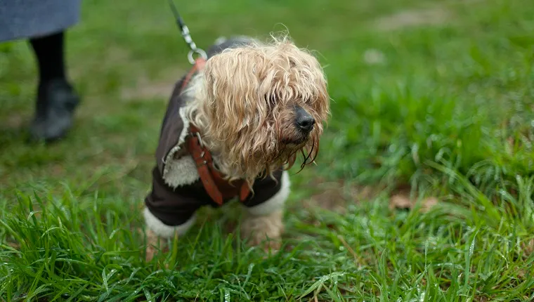 Caring for Aging Dogs: 8 Essential Walking Tips for Senior Pets