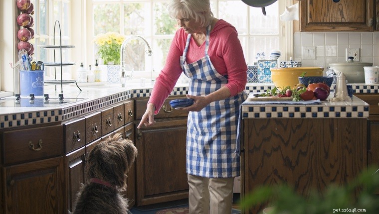 Caring for Aging Dogs: 8 Essential Walking Tips for Senior Pets