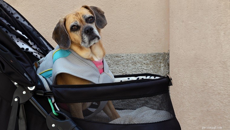 Caring for Aging Dogs: 8 Essential Walking Tips for Senior Pets