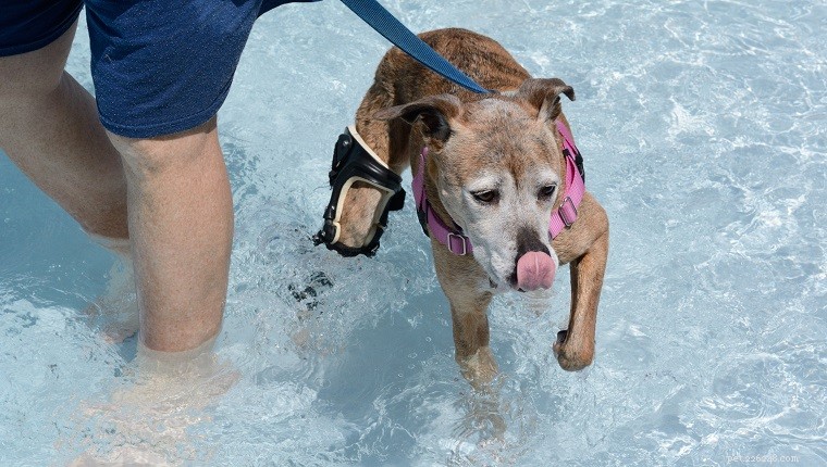 Gold Souls, Gray Faces: 6 Outdoor Exercises to Keep Senior Dogs Healthy and Active