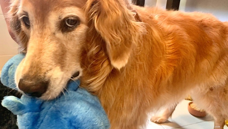 Gold Souls, Gray Faces: 6 Outdoor Exercises to Keep Senior Dogs Healthy and Active