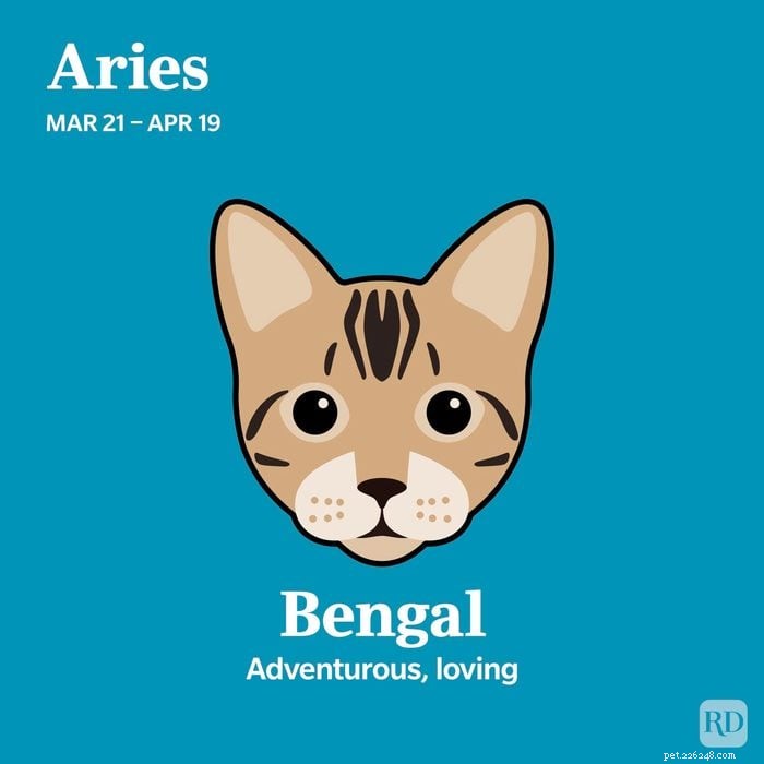 Match Your Zodiac Sign to the Ideal Cat Breed