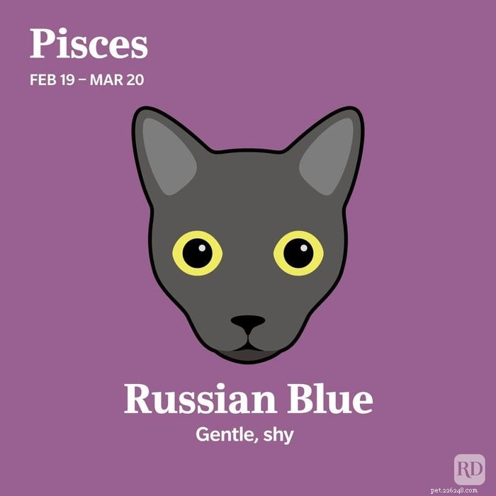 Match Your Zodiac Sign to the Ideal Cat Breed