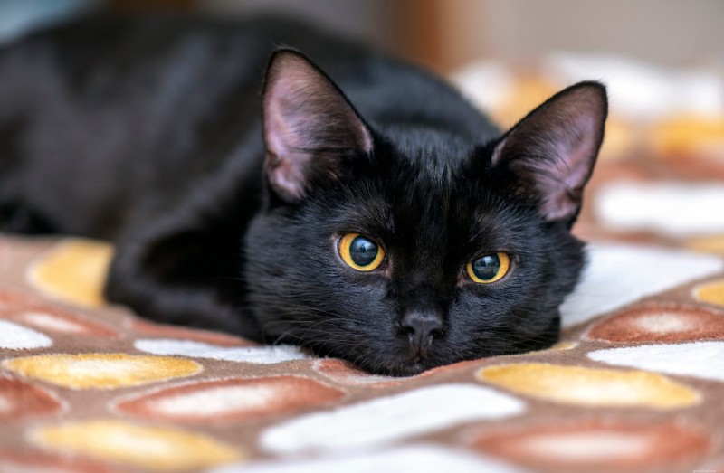 Discover 22 Adorable Black Cat Breeds Perfect for Adoption