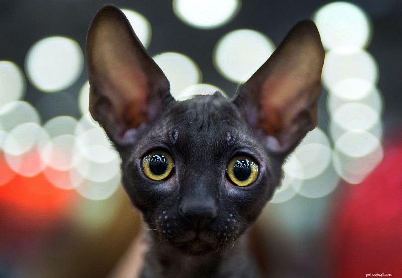 Discover 22 Adorable Black Cat Breeds Perfect for Adoption