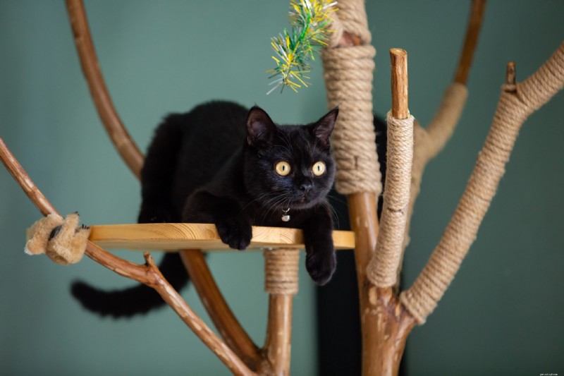 Discover 22 Adorable Black Cat Breeds Perfect for Adoption