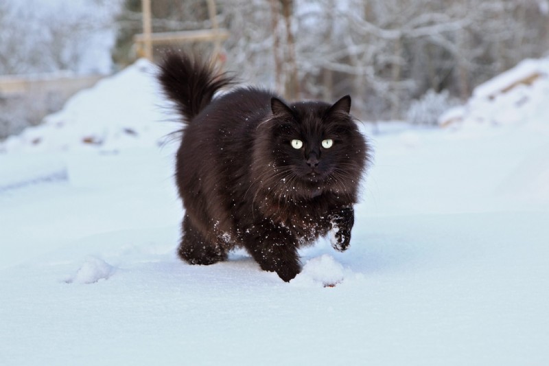Discover 22 Adorable Black Cat Breeds Perfect for Adoption