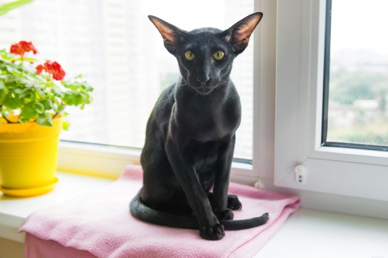 Discover 22 Adorable Black Cat Breeds Perfect for Adoption