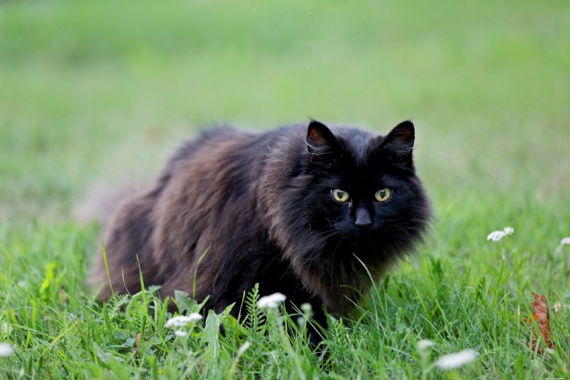 Discover 22 Adorable Black Cat Breeds Perfect for Adoption