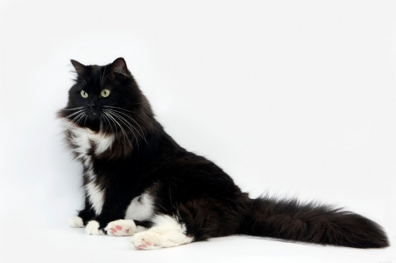 Discover 22 Adorable Black Cat Breeds Perfect for Adoption