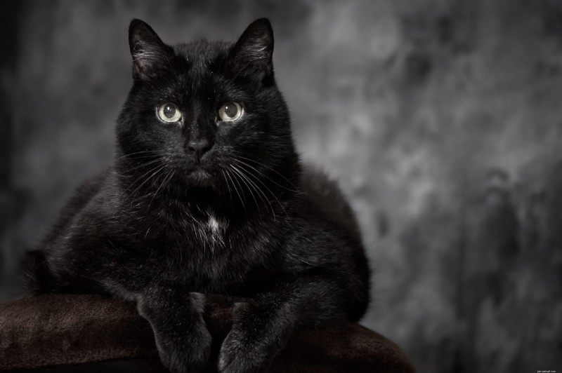 Discover 22 Adorable Black Cat Breeds Perfect for Adoption
