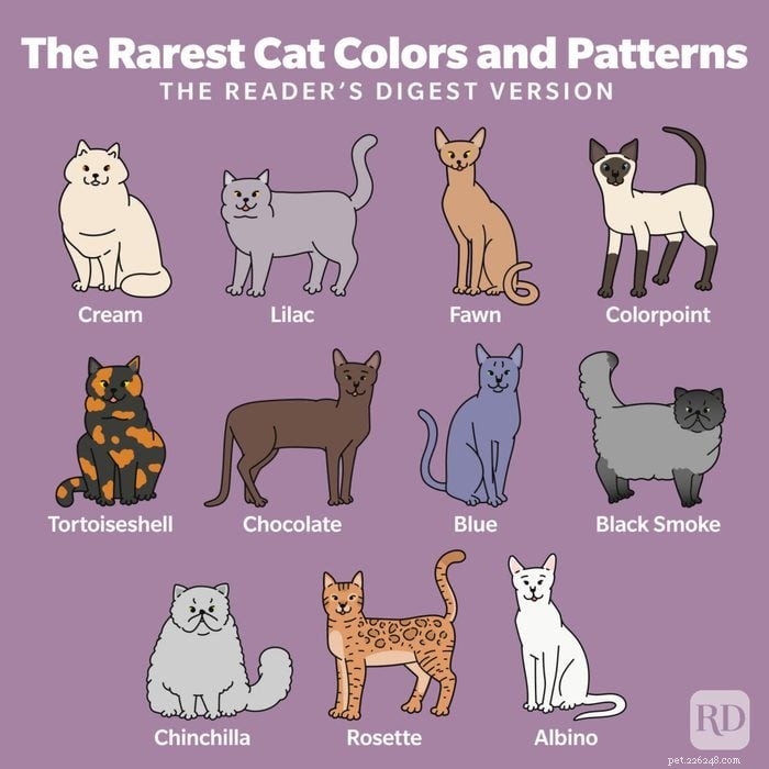 Explore the 12 Most Rare Cat Colors & Patterns
