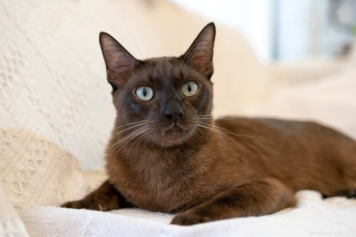 Explore the 12 Most Rare Cat Colors & Patterns