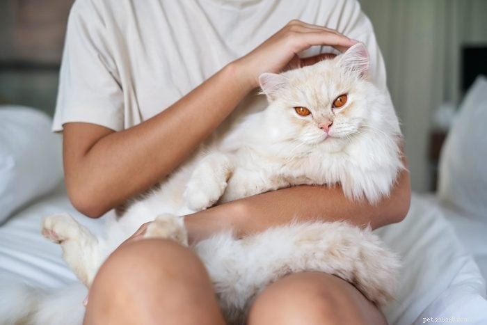 Explore the 12 Most Rare Cat Colors & Patterns
