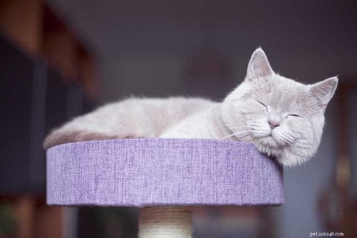Explore the 12 Most Rare Cat Colors & Patterns