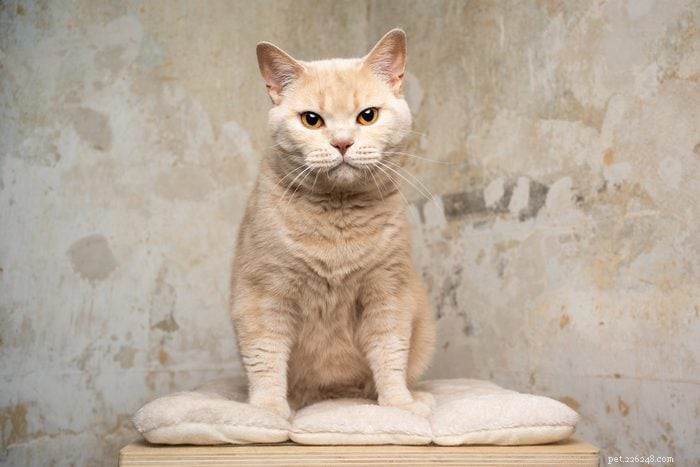 Explore the 12 Most Rare Cat Colors & Patterns