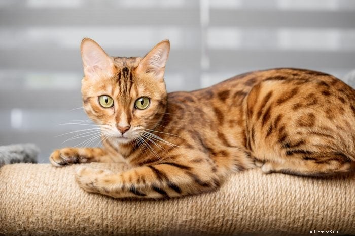 Explore the 12 Most Rare Cat Colors & Patterns