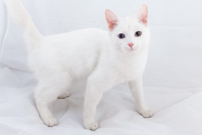 Explore the 12 Most Rare Cat Colors & Patterns