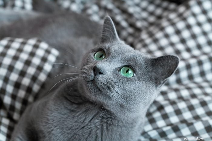Top 12 Cat Breeds: Smart, Cute, and Irresistibly Clever