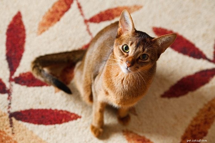 Top 12 Cat Breeds: Smart, Cute, and Irresistibly Clever