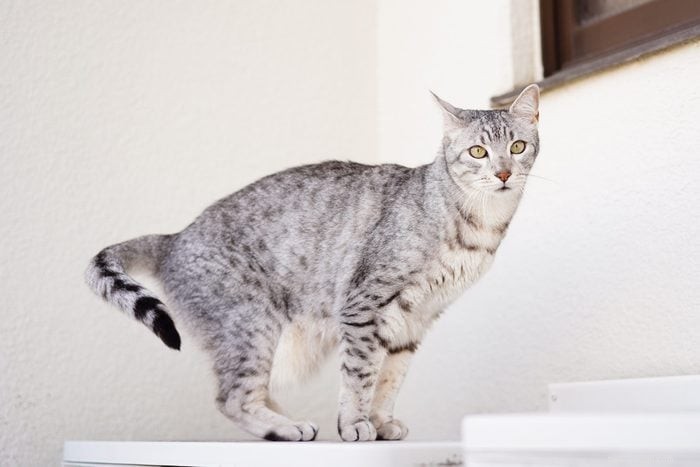 Top 12 Cat Breeds: Smart, Cute, and Irresistibly Clever