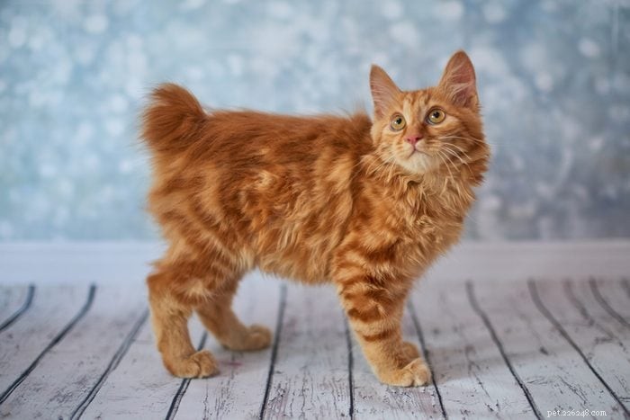 Top 12 Cat Breeds: Smart, Cute, and Irresistibly Clever