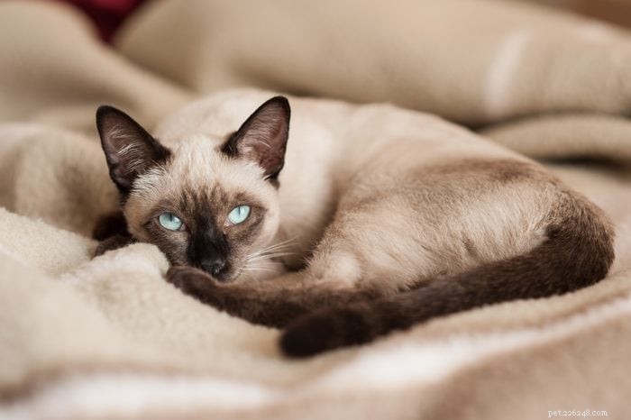 Top 12 Cat Breeds: Smart, Cute, and Irresistibly Clever