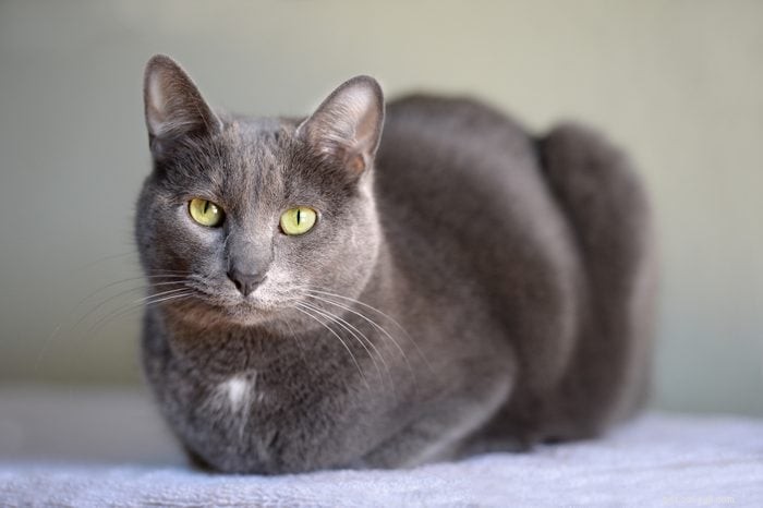 Top 12 Cat Breeds: Smart, Cute, and Irresistibly Clever