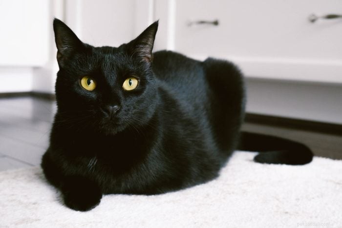 Top 12 Cat Breeds: Smart, Cute, and Irresistibly Clever