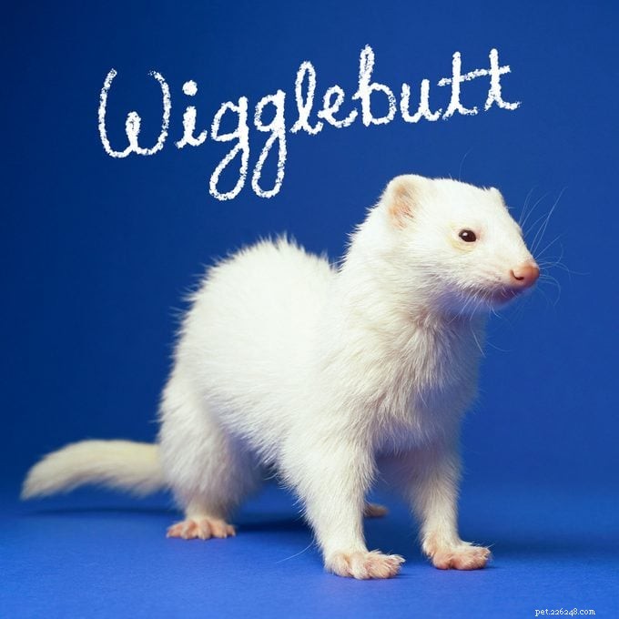 151 Perfect Pet Names for Dogs, Cats & All Your Furry Friends