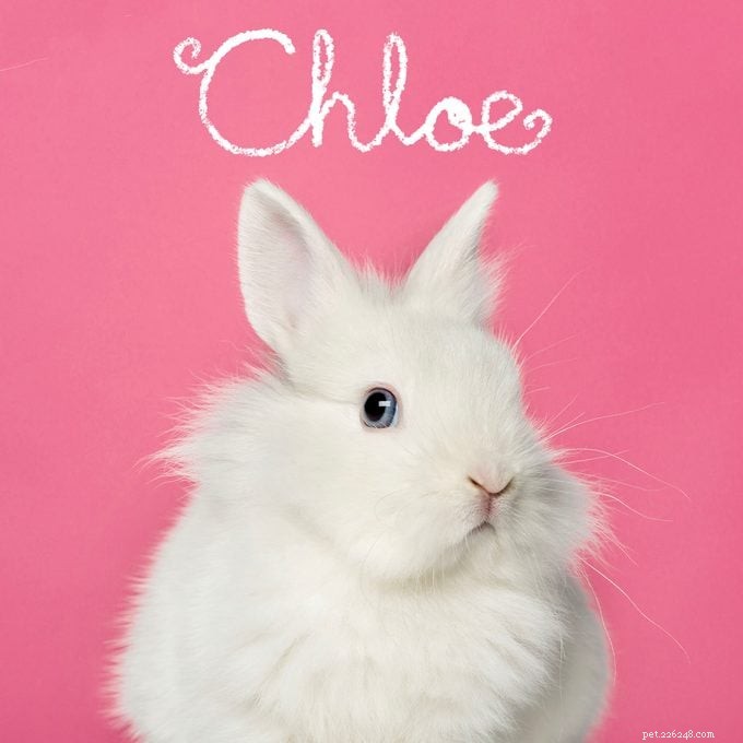 151 Perfect Pet Names for Dogs, Cats & All Your Furry Friends