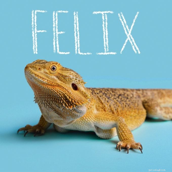 151 Perfect Pet Names for Dogs, Cats & All Your Furry Friends