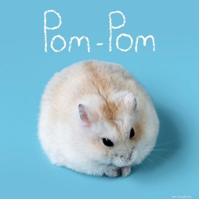 151 Perfect Pet Names for Dogs, Cats & All Your Furry Friends